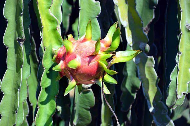 La pitahaya roja ecuatoriana también se adentra al mercado internacional. Foto: Cortesía