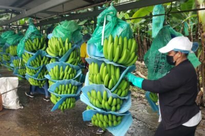 incrementó sus exportaciones de banano un 6,01% en marzo