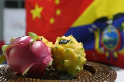 Comienza la exportación de pitahaya a China