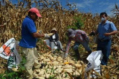 Maiceros continúan esperando la definición del precio del maíz