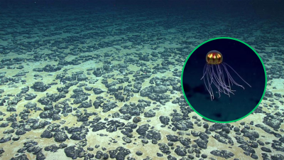 ¿Cómo son las profundidades del océano y por qué es peligroso explorarlas?
