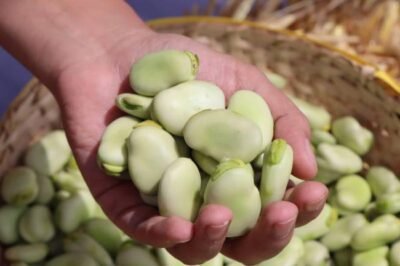 Nuevas variedades de haba y quinua se cultivarán en Ecuador