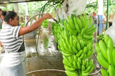 La producción de banano aumentó el presente año en Ecuador. (Foto cortesía)