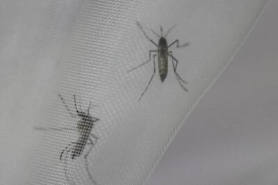 Tres provincias declaradas en emergencia tras alerta epidemiológica por casos de dengue