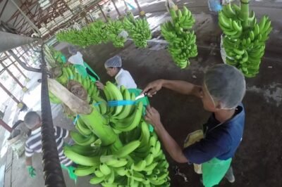 MAG fijará el precio del banano al no llegar a un acuerdo la cadena productiva