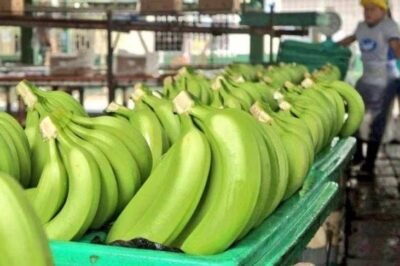 Las exportaciones de banano acumuladas de enero a octubre del 2023 se ubicaron en 300,89 millones de cajas, un 7,09 % superior a lo exportado en el mismo periodo del 2022. Foto: Archivo