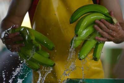 Ecuador exportó alrededor de 273 millones de cajas de banano de enero a septiembre del 2023. En octubre dos exportadoras realizaron sus primeros envíos al mercado de Arabia Saudita. Foto: AFP