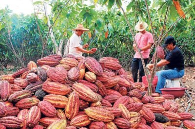Se prevé un buen 2024 para el cacao ecuatoriano