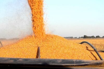 Agripac inicia la temporada de siembra de maíz a nivel nacional con el lanzamiento del programa de fomento agrícola Plan Maíz dirigido a pequeños y medianos agricultores, que se darán cita por primera vez en Manabí.