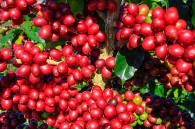 El café ecuatoriano demostró ante el mundo su potencial en Estados Unidos.