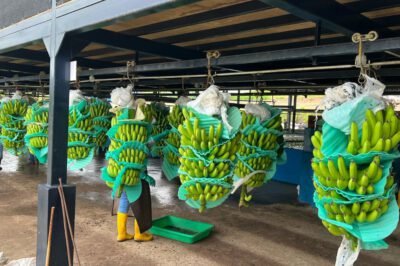 Autoridades fitosanitarias de Ecuador y Rusia acuerdan reuniones de trabajo en fincas bananeras