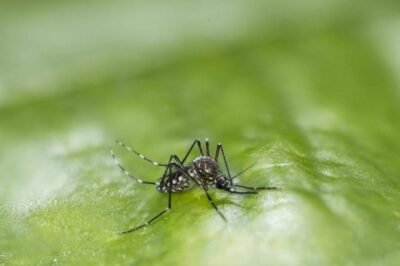 Imagen de una mosca aedes aegypti, el vector principal de la enfermedad del dengue.( Centro de Control de Enfermedades de EE.UU. )