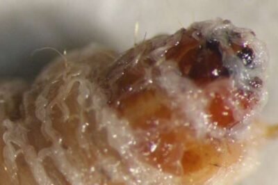 INTERNACIONAL:Descubrimiento de nuevas especies de nematodos que podrían proteger los cultivos sin pesticidas