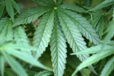 Alemania aprueba la legalización parcial del cannabis